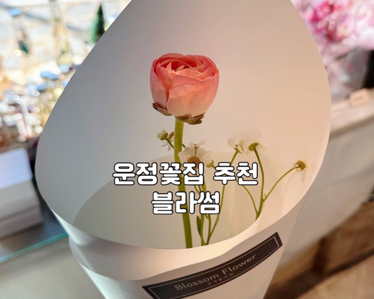  [파주 운정 꽃집] 블라썸 생화 구매 후기! 졸업식 꽃다발 추천