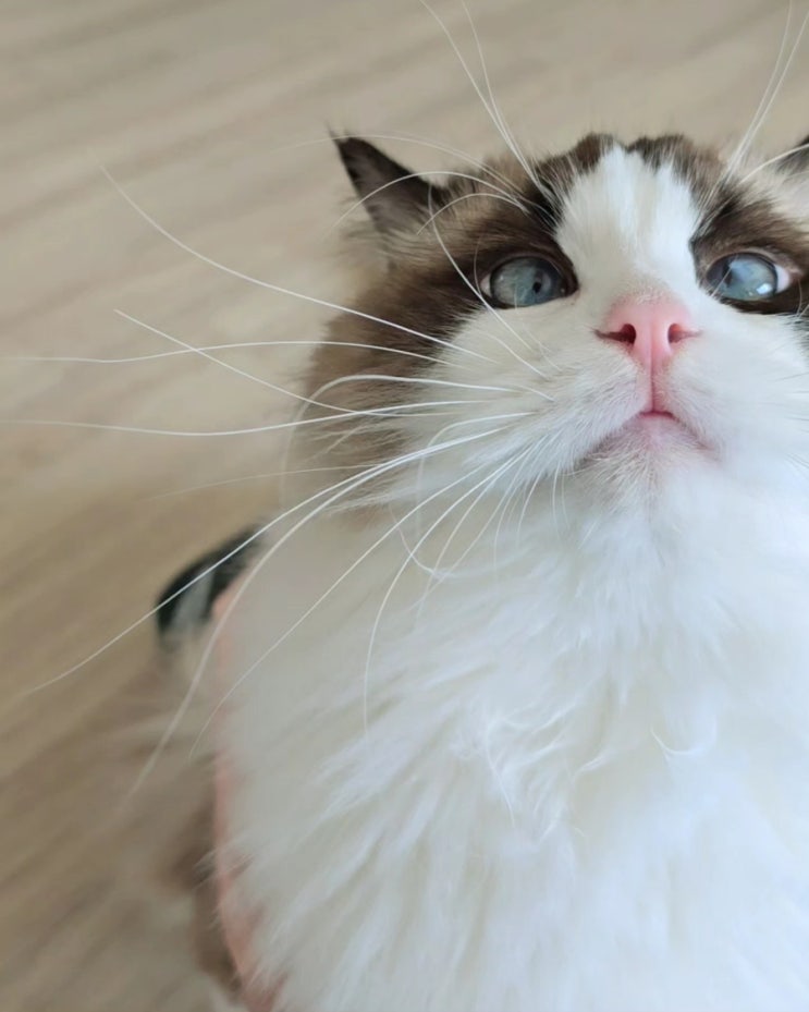  퇴근 후 고양이 애교 보는 게 힐링 타임 그 자체