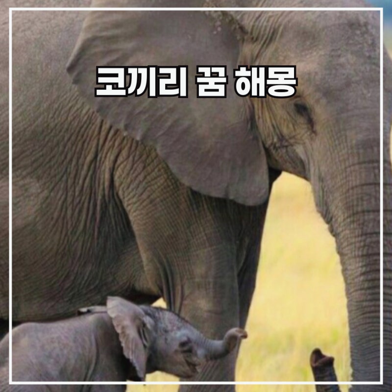 코끼리보는꿈 큰코끼리꿈 코끼리타는꿈 상황별 해몽