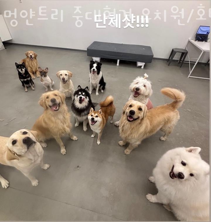 멍얀트리 중대형견 유치원/호텔