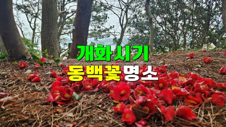 전라도 2월 3월 동백꽃 스팟 명소 4곳 개화시기(신안 천사섬, 여수 오동도, 강진 백련사, 고흥 쑥섬) 전라도 2월 3월 동백꽃 스팟 명소 4곳 개화시기(신안 천사섬, 여수 오동도, 강진 백련사, 고흥 쑥섬)