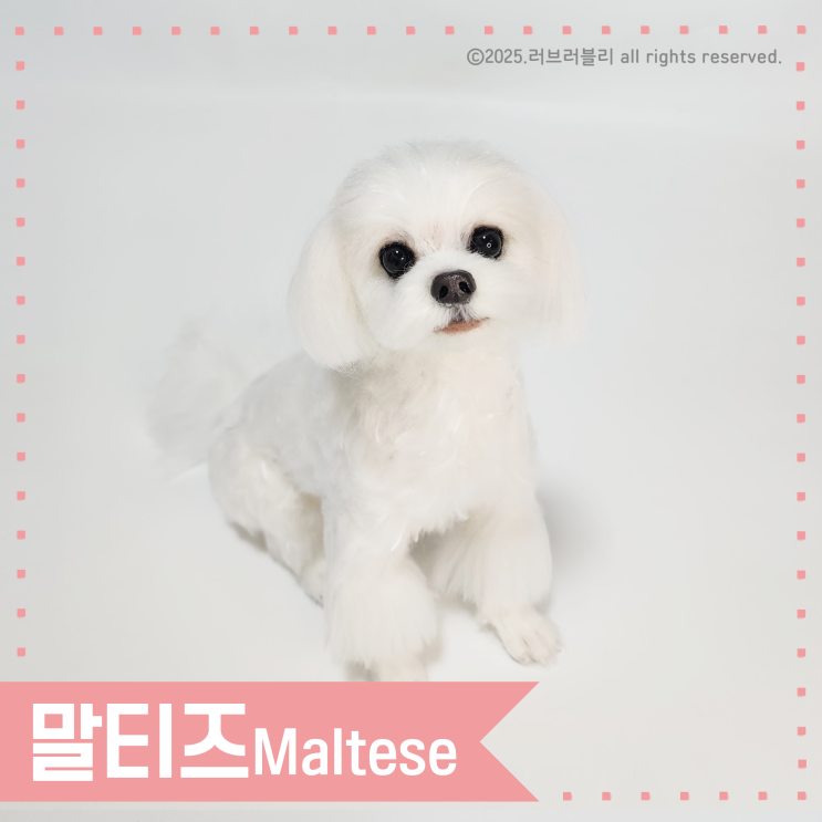  [강아지인형 주문제작/양모인형] 말티즈 인형, 말티즈 액자, 말티즈 키링, 말티즈 브로치