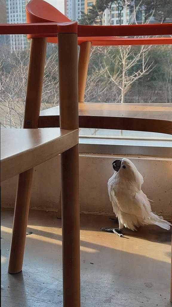  미사 카페, 아이와의 특별한 시간, 패럿 플레이스