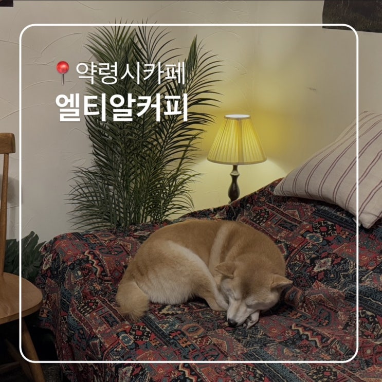  대구 약령시 카페 강아지 있는 엘티알커피 LTR