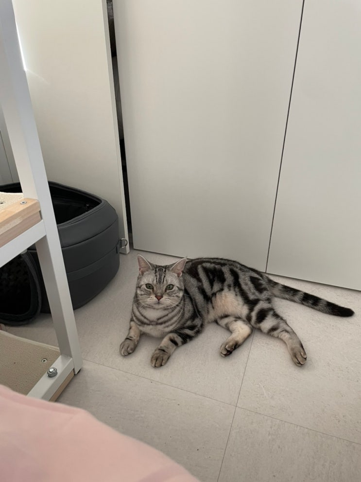  성묘 수컷 고양이 합사 1년 차! 신혼부부 각 방 생활까지? 첫 만남부터 적응 과정 공개