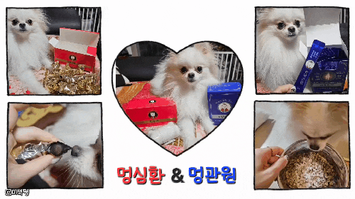  [강아지 영양제=멍심환] 우리 집 귀요미 포메라니안 '보리'의 강아지관절 영양제_밥과 함께 급여 중 가루 형태 강아지영양제 멍관원