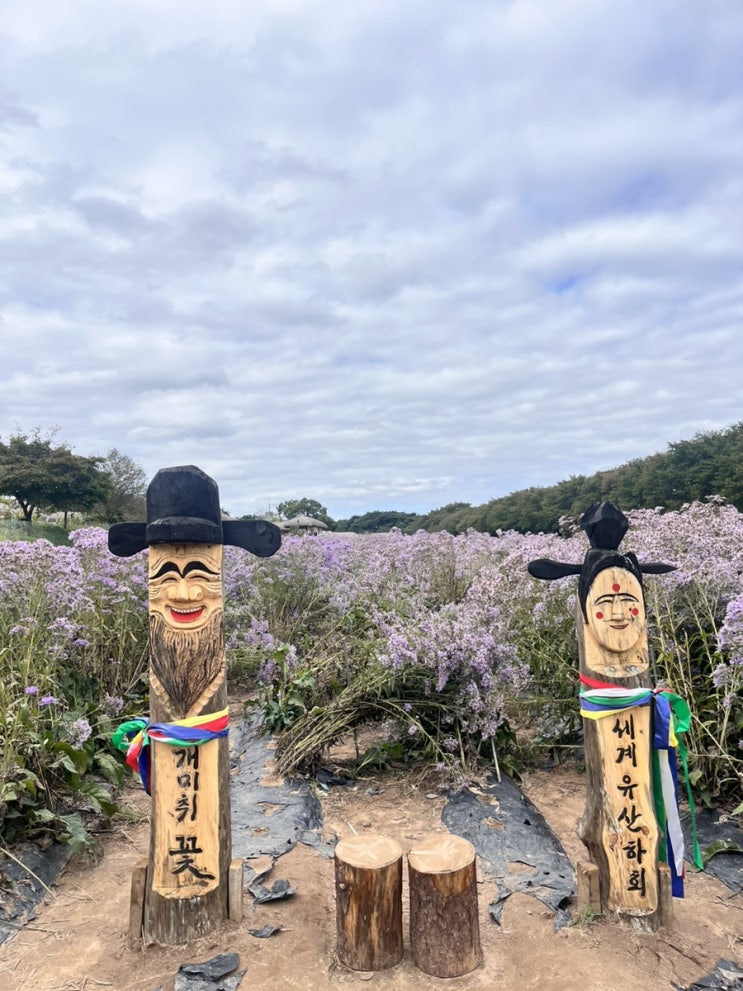  안동찍고 영주, 분천2편 : 하회마을 만개한 개미취 보라빛 정취 가득