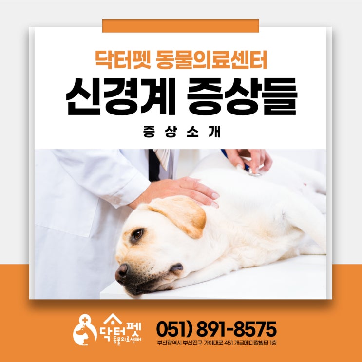  동물병원을 찾게 되는 강아지 고양이 신경 증상들 (부산 신경계 동물병원 닥터펫) 발작 보행실조 사경 안구진탕 강직 통증 기립불능