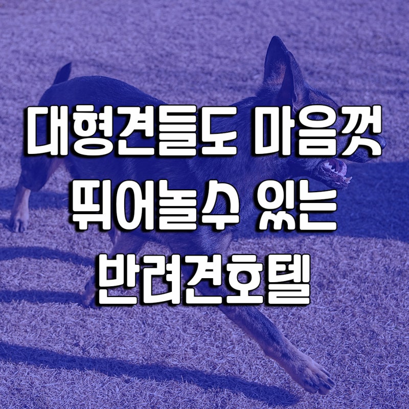 사진 10