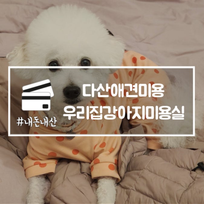  다산애견미용 우리집강아지미용실 비숑프리제 가위컷 내돈내산