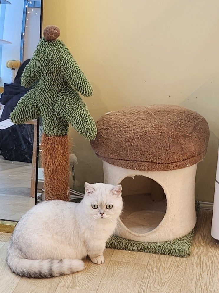<b>배곧</b>실내<b>데이트</b> 고양이 주택 귀여운 고양이들이 정말 많아요!