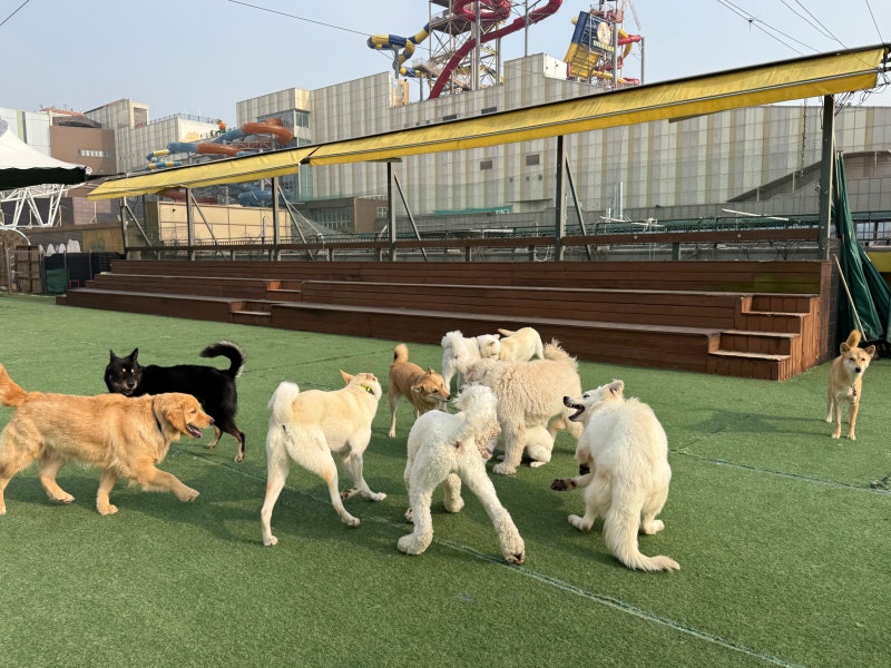 일산애견스쿨