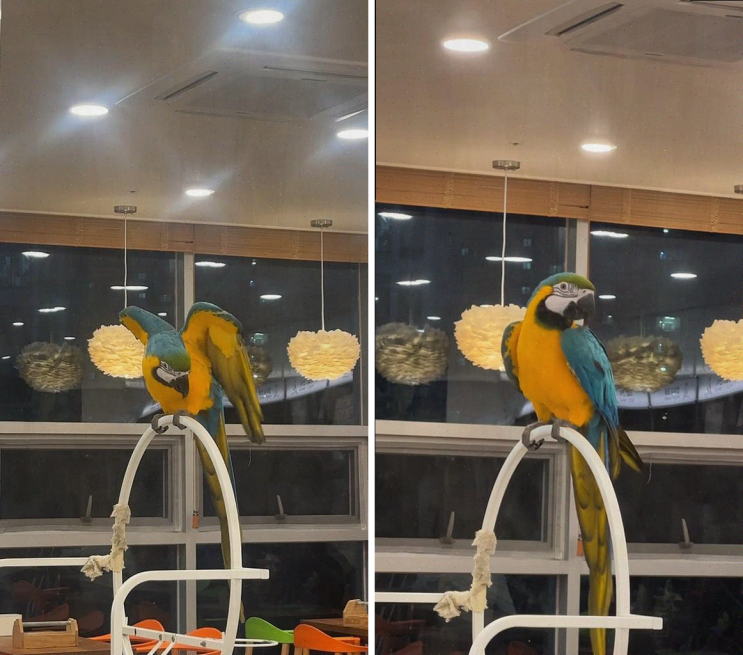  패럿 플레이스, 앵무새와 함께하는 특별한 체험