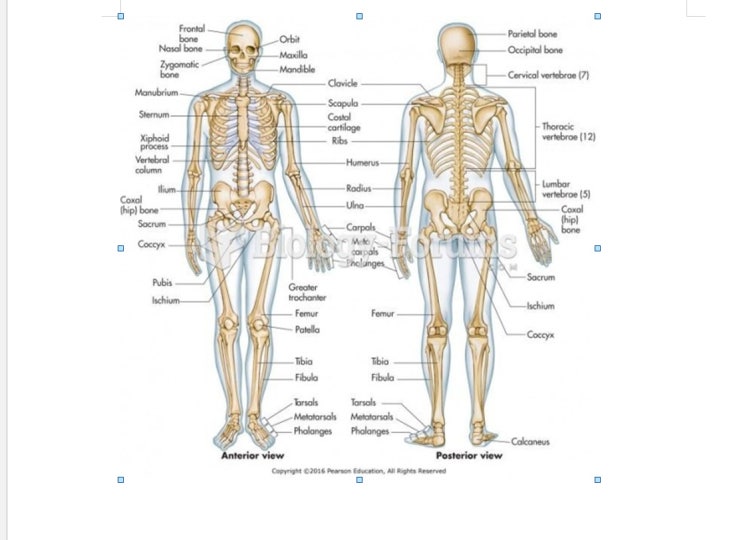  해부학/신규/신규간호사/기초/임상/임상용어/임상단어