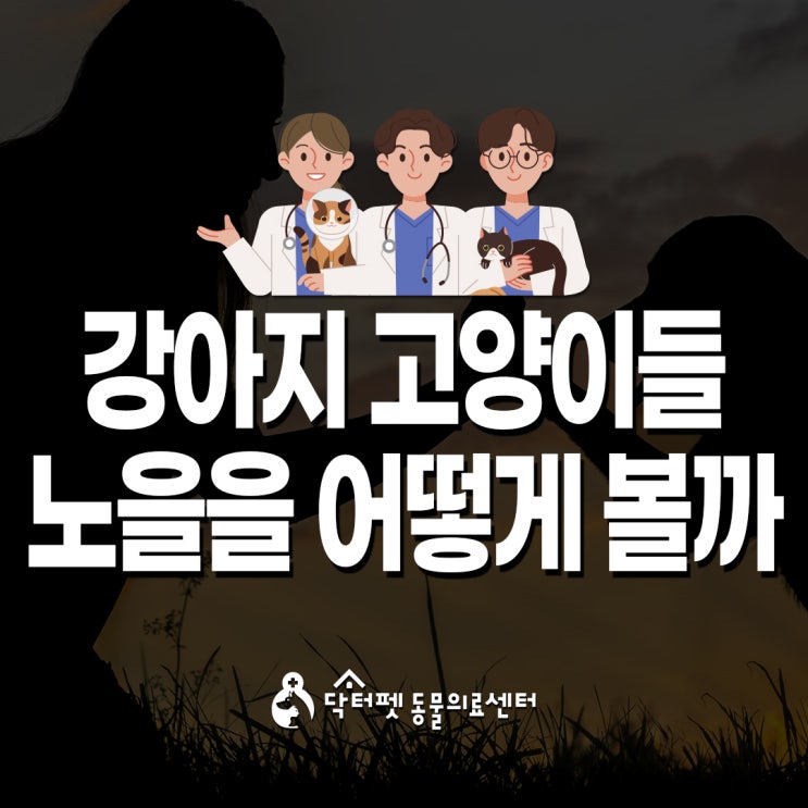  강아지 고양이들은 노을을 어떻게 볼까? 시각의 특성 (부산 개금 동물병원 닥터펫동물의료센터)