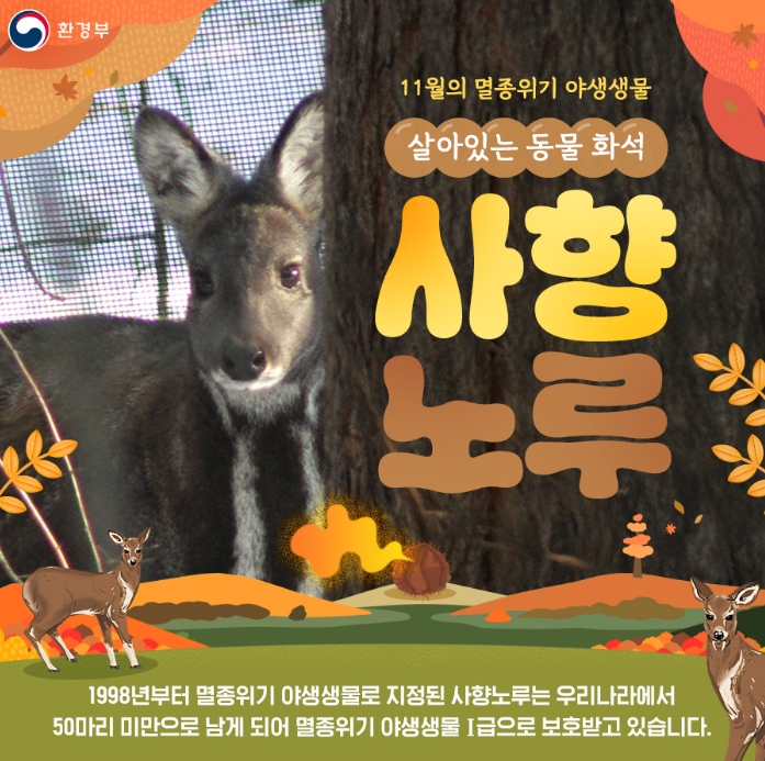  살아있는 동물화석 사향노루 (2024년 11월 멸종위기 야생생물)