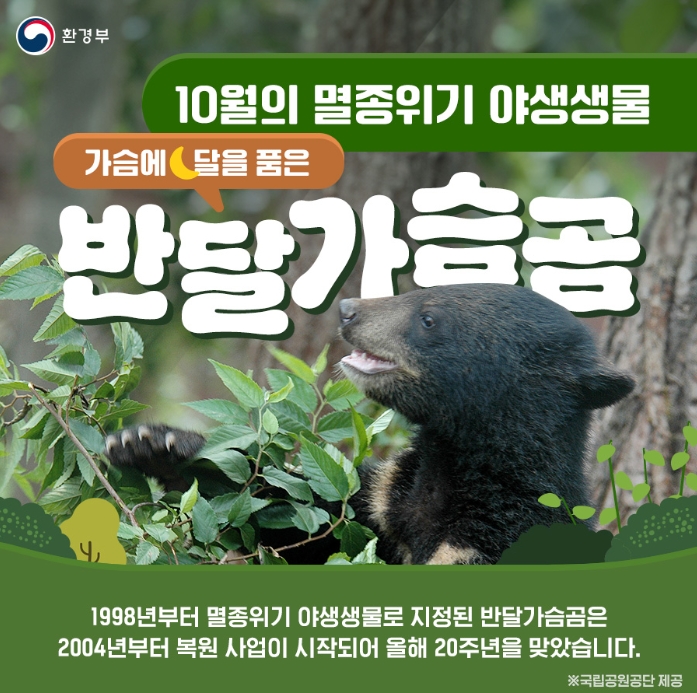  가슴에 달을품은 반달가슴곰 (2024년 10월 멸종위기 야생생물)