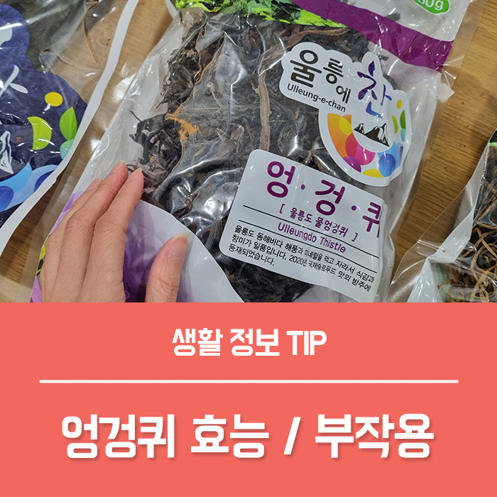  엉겅퀴효능 TOP4, 엉겅퀴꽃 특징 엉겅퀴차 먹는법 부작용은?