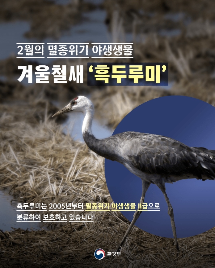  겨울철새 흑두루미 (2025년 2월 멸종위기 야생생물)