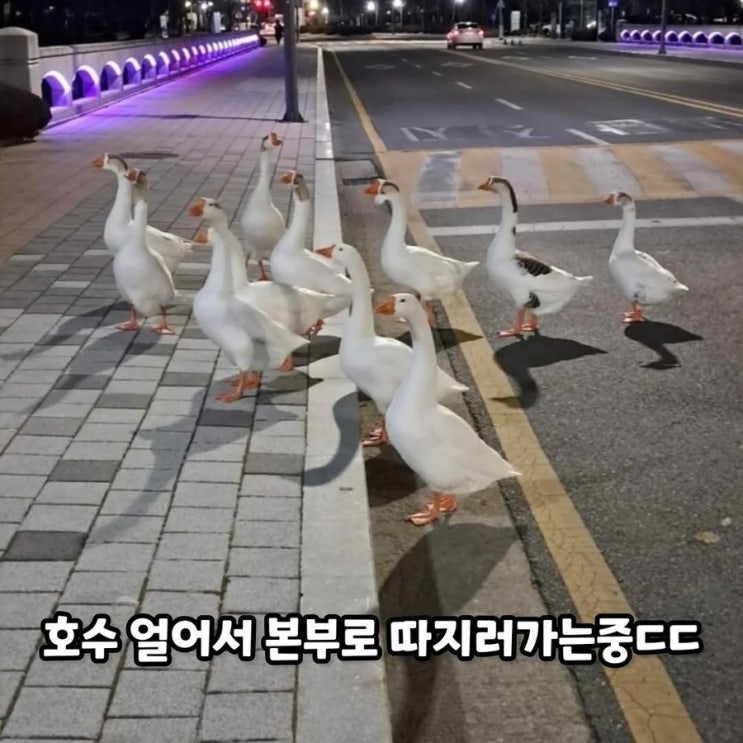  귀여운 동물 모음 129탄