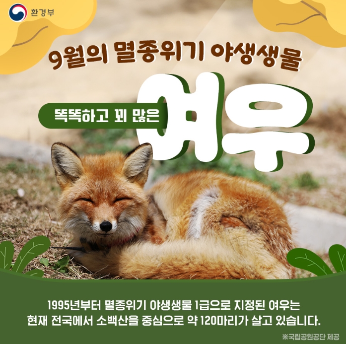  똑똑하고 꾀 많은 여우 (2024년 9월 멸종위기 야생생물)