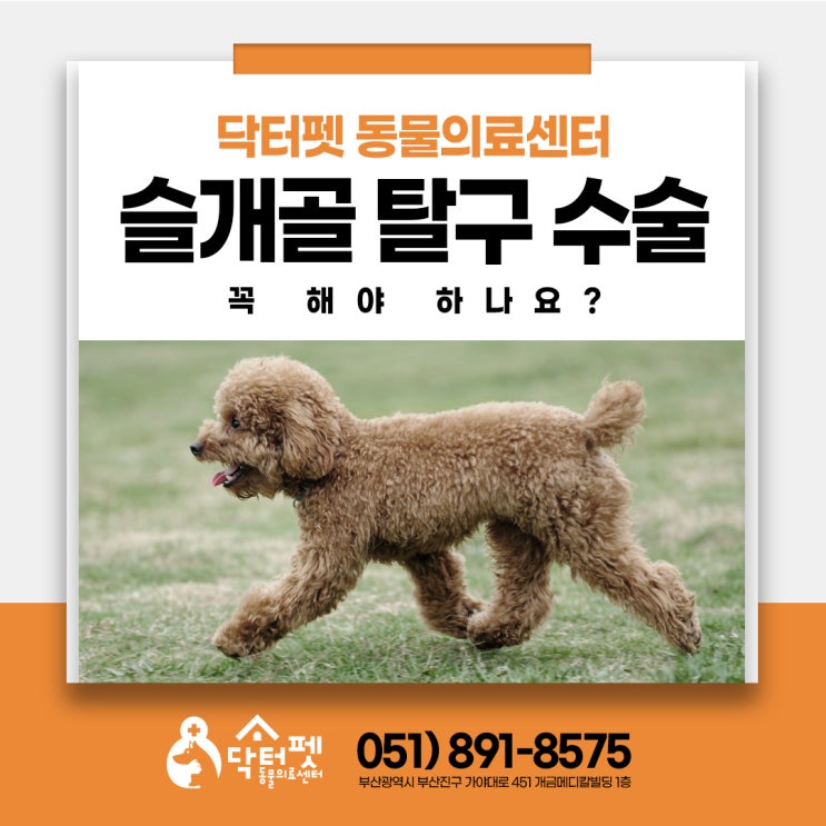  강아지 슬개골 탈구 수술 꼭 해야 할까요 (부산 정형외과 동물병원 닥터펫 일요일 수술)