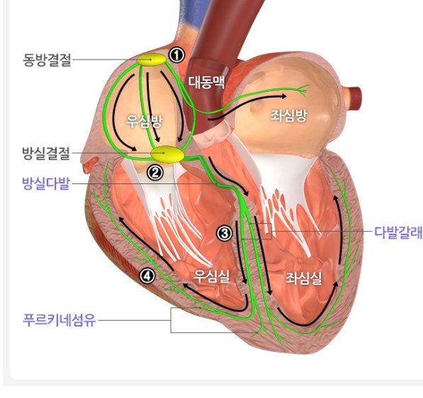 부정맥 부정맥