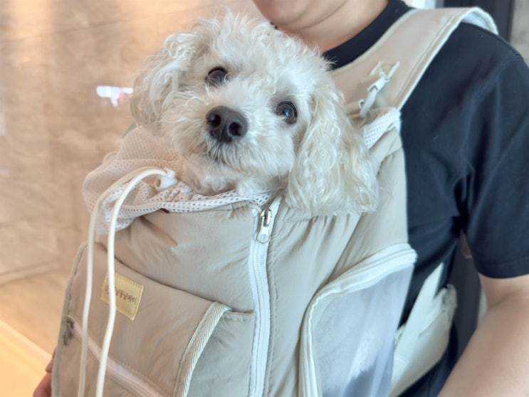  강아지 백팩 앞가방 꽁냥꽁냥제이 소형견 이동가방
