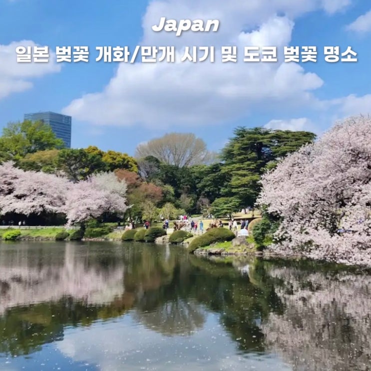  2025년 일본 벚꽃시즌 개화 만개 시기 도쿄 벚꽃명소 추천