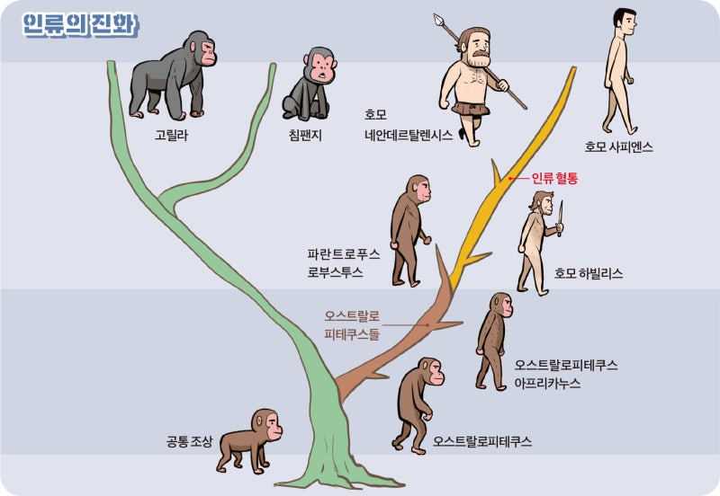 인간의 조상은 원숭이일까? : 네이버 블로그