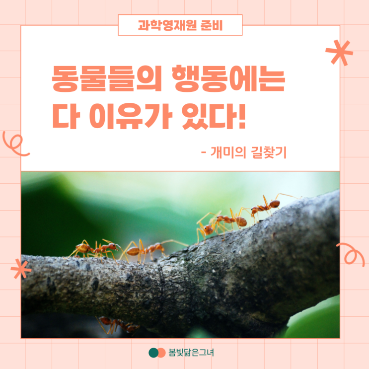  [과학영재원 문제] 동물들의 특별한 행동 feat.개미의 길찾기