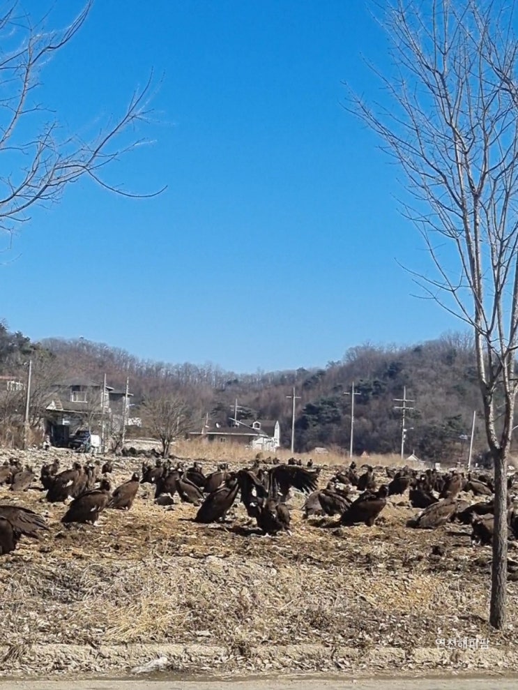  연천 독수리 독수리떼 겨울풍경