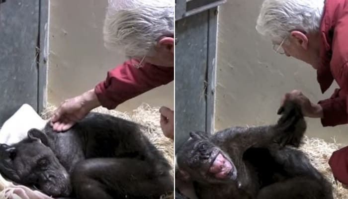 나이 들고 쇠약해져 죽음 앞둔 침팬지가 오랜 인간 친구 목소리 듣고 보인 행동 : 네이버 블로그