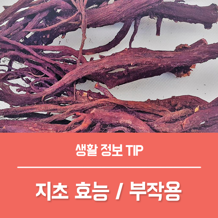  지초 효능 TOP5, 부작용 먹는법은?