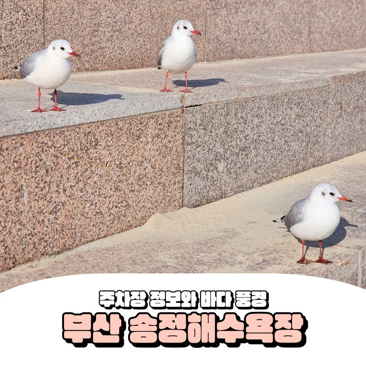  부산 송정해수욕장 주차 시간 해운대 바다 여행