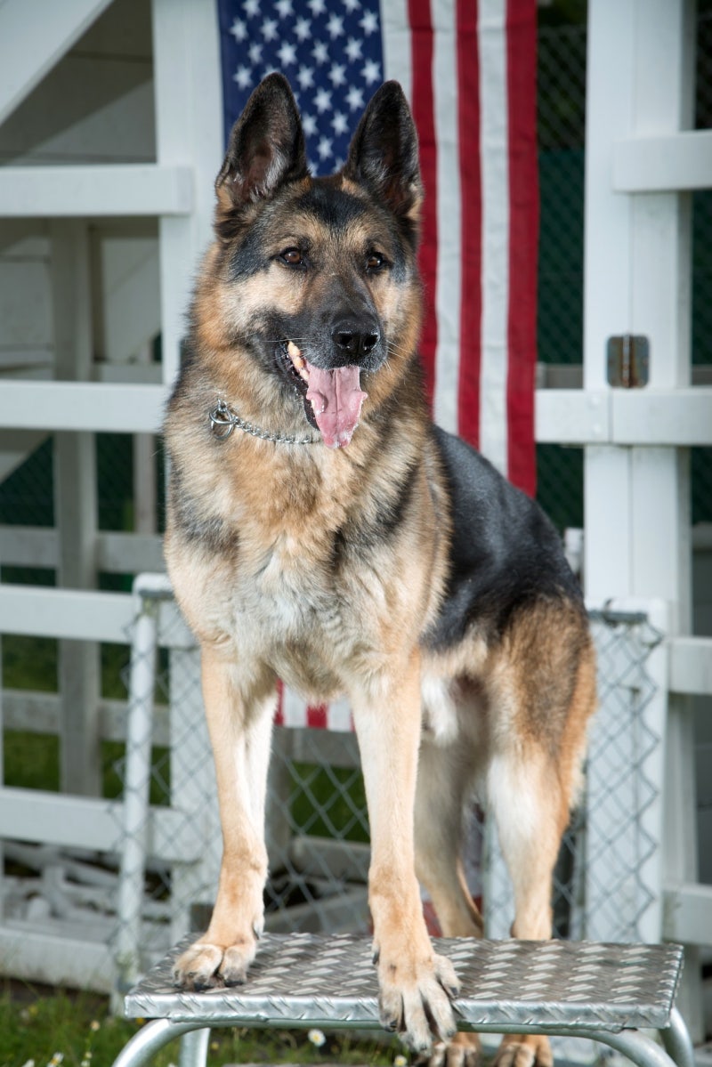 못하는 게 없는 만능견 저먼 셰퍼드 : 네이버 블로그, image size:800x1199