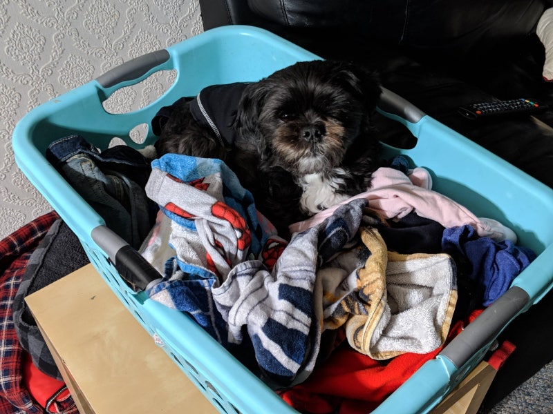 강아지가 빨래더미에 올라가는 진짜 이유