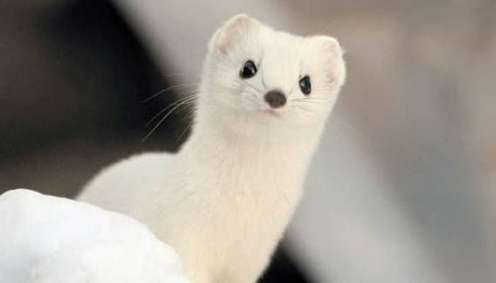 새하얀 털과 귀염뽀짝 외모와 달리 성격은 매우 거칠다는 '하얀 솜뭉치' 흰담비 : 네이버 블로그