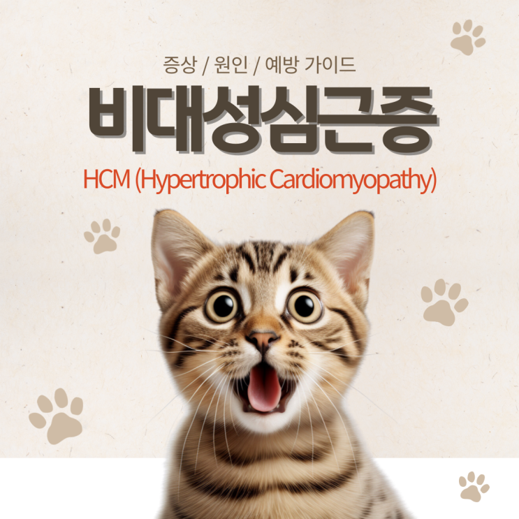  고양이 HCM(비대성 심근증) 증상, 원인, 예방 가이드!