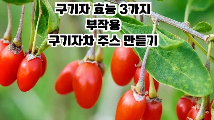  구기자 효능 3가지 부작용 구기자차 주스 만들기
