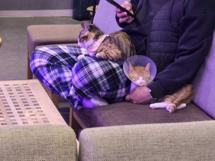  고양이카페 아니고 라이더카페다 냥 오늘도 행복한 윌리의 하루