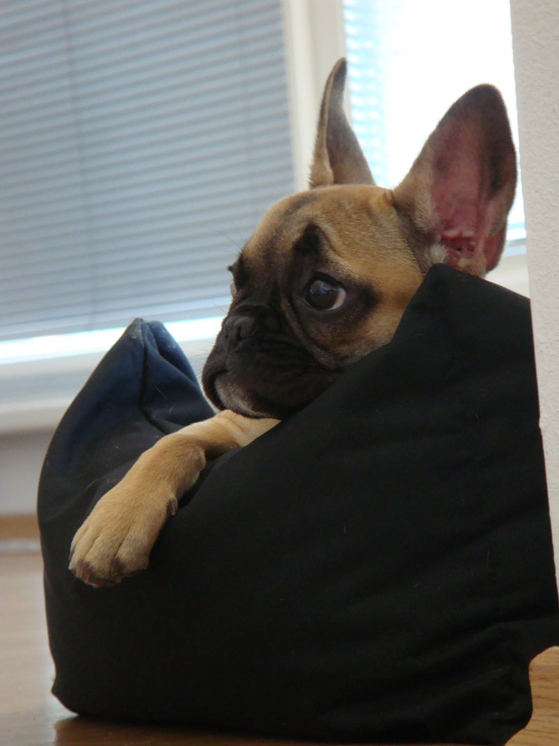 큰 귀가 매력인 프렌치 불독이야! : 네이버 블로그, image size:800x1067