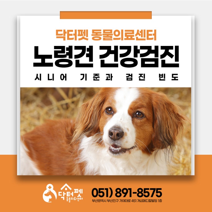  강아지 시니어 기준과 건강검진 (부산일요일동물병원 노령견 건강관리 닥터펫)
