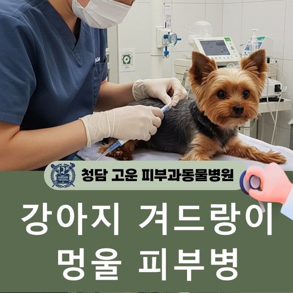 강아지 겨드랑이 멍울 지방종 피부병 부음 증상