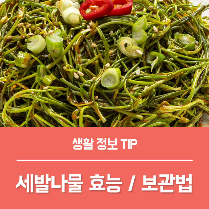  세발나물 효능 TOP4, 세발나물 보관 방법은?