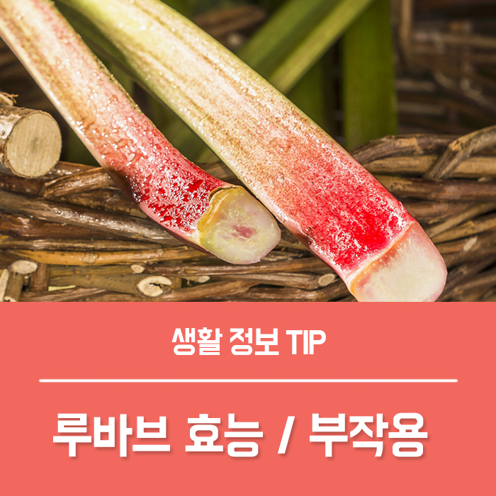  루바브 효능 루바브뿌리 추출물, 대황 부작용 총정리!