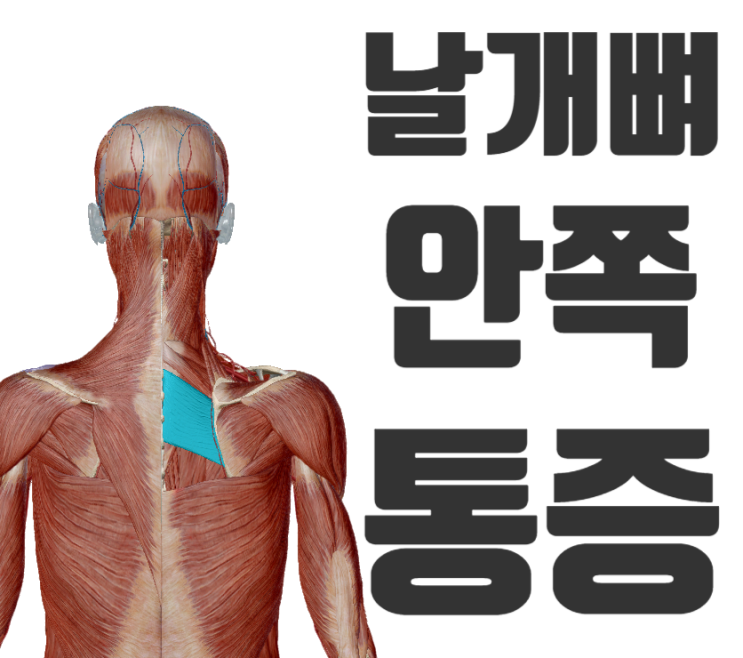 날개뼈 안쪽 통증의 원인과 추나요법으로 치료하기 날개뼈 안쪽 통증의 원인과 추나요법으로 치료하기