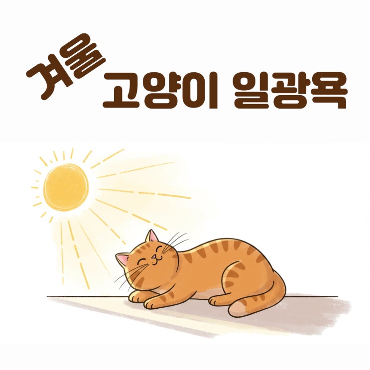  겨울철 고양이 면역력 높이는 일광욕 방법