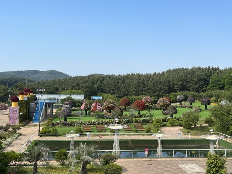 [충남/태안]태안 당일치기 나들이 2024.06.02 태안만리포돌짜장/천만금카페/코리아플라워파크/안산상록회관
