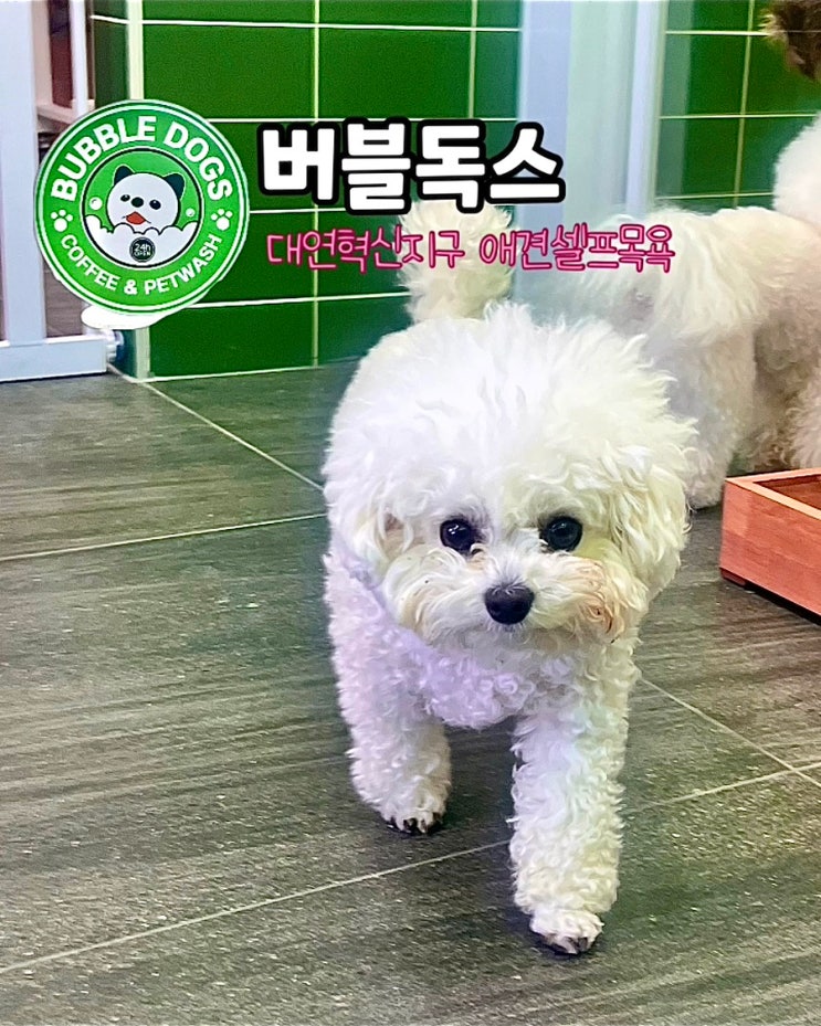  부산 대연혁신지구점애견셀프목욕 버블독스 24시 무인카페